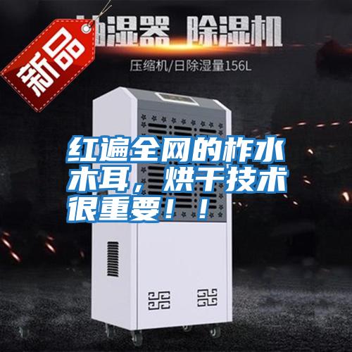 紅遍全網的柞水木耳，烘干技術很重要??！