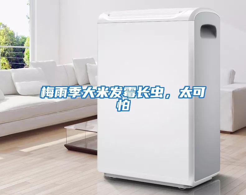 梅雨季大米發霉長蟲，太可怕