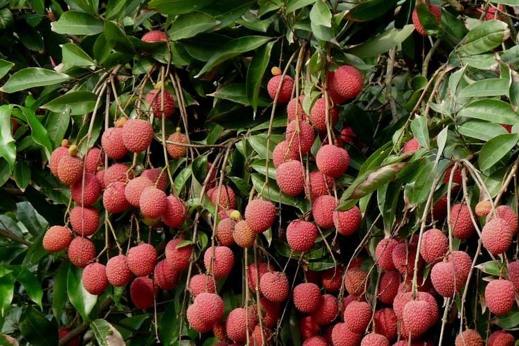 如何選擇荔枝烘干機改善荔枝干果？ 荔枝烘干機